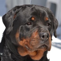 DESTINY - Rottweiler