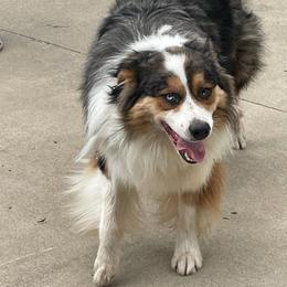 Tito - Australian Shepherd