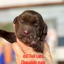 Boy 3 - Chocolate male Labrador Retriever puppy in Sullivan, Missouri from O’Dell Labs