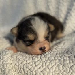 Huckleberry - Black and tan male Pembroke Welsh Corgi puppy in East Oakdale, California from Rhettro Kennels