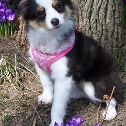Miniature Australian Shepherds from Aussie Jamboree