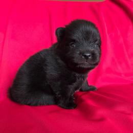 Kayla - Black and tan female Pomeranian puppy in New Lenox, Illinois from Illinois Poms