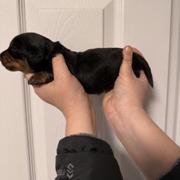 Black tan male - Black and tan male Dachshund puppy in Bismarck, Missouri from Kalua's Doxies