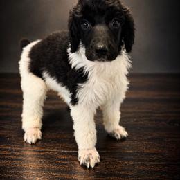 Frances - Parti female Poodle puppy in Washington, Pennsylvania from Patriotic Poodles