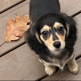 Dachshund Puppies from Bald Mountain Dachshunds