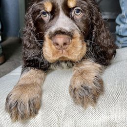 Silverado - English Springer Spaniel puppy in Billings, Montana from M&M Fuzzy Bottom Friends