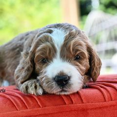 Bernedoodle and Irish Doodle Puppies from Willow-Be Doodles