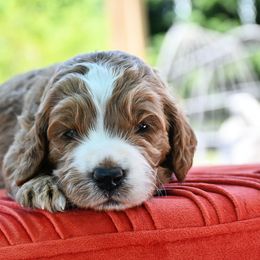 Bernedoodle and Irish Doodle Puppies from Willow-Be Doodles