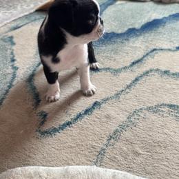 Pug Puppies from Jamie's Rainbow Pugs