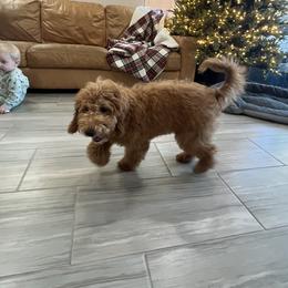 Victoria - Red  female Goldendoodle puppy in Mesa, Arizona from Twinkle MiniDoodles