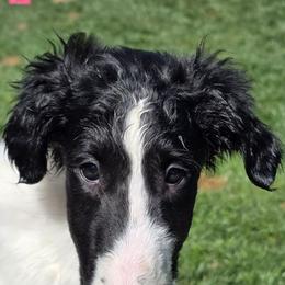 Heart Female - White female Borzoi puppy in Wichita, Kansas from Kaos Kennel