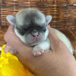 Chinchilla baby - White female Pug puppy in Tucson, Arizona from Furever Friends