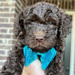 Samba - Chocolate male Goldendoodle puppy in Mc Kinney, Texas from Flair Doodles