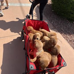 Golden Retriever Puppies from Golden Penny AZ