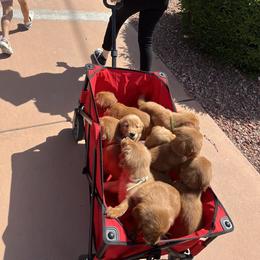 Golden Retriever Puppies from Golden Penny AZ