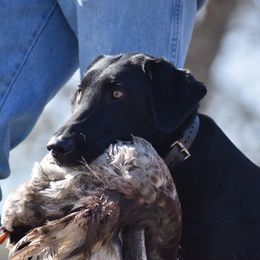Mac - Labrador Retriever