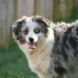 Tango - Miniature Australian Shepherd
