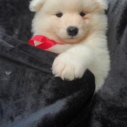 Samoyed Puppies from Limelight Samoyeds