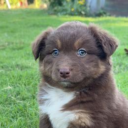 Fern - Red tri-color female Australian Shepherd puppy in Jones, Oklahoma from J&R Aussies/Shih Tzu