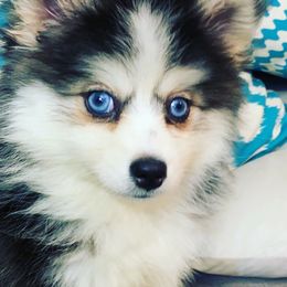 Pomskies from Lone Star Pomsky