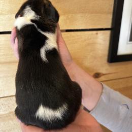 Female 2 - Black brown and white female Basset Hound puppy in Lindley, New York from Hill Top Basset Hounds & Cane Corso