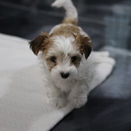 Daffodil - White and tan female Morkie puppy in Tucson, Arizona from Sun-Kissed Morkies
