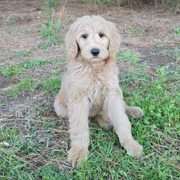 Alex - Cream male Goldendoodle puppy in Georgetown, Tennessee from Georgetown Designer & Purebred Puppies
