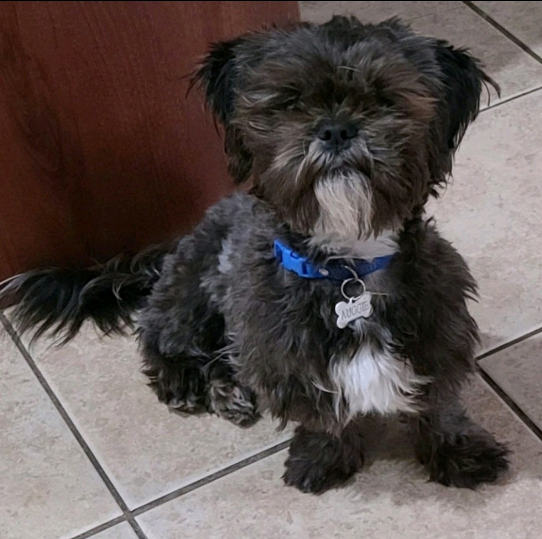 Auggie - Shih Tzu