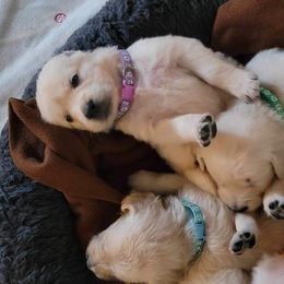 Golden Retriever Puppies from Rosemarie DeVora