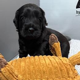 Boy 1 - Black male Australian Labradoodle puppy in Rhode Island from Highland Beach Labradoodles