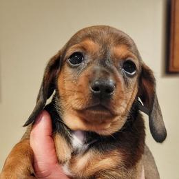 Louie - Red male Dachshund puppy in Mountain Grove, Missouri from Blueprint K9 Dachshunds- www.BlueprintK9.com