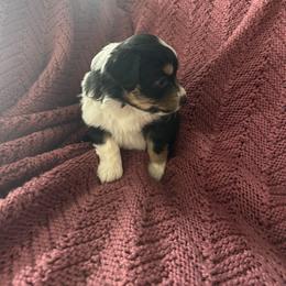 Milkshake - Black tri female Miniature Australian Shepherd puppy in Iowa from Holly Turner