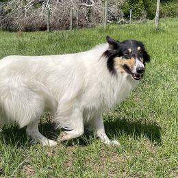 Lycoris - Collie