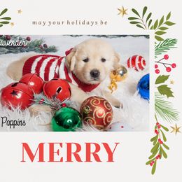 Golden Retriever Puppies from Ruff Life Goldens