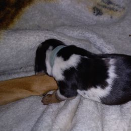 American Leopard Hound Puppies from Black Dragon Hounds