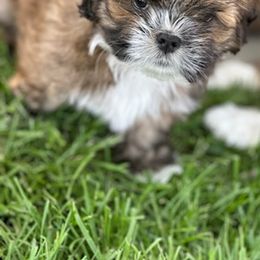 Lhasa Apso Puppies from Linda Richter