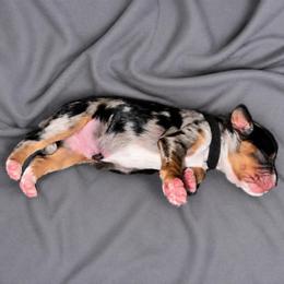 Cobalt - Merle male Cavapoo puppy in Knoxville, Tennessee from Duke’s Forever Doodles