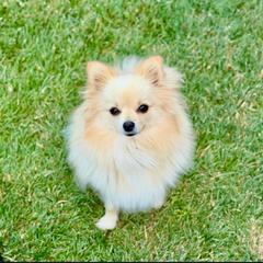 Snowy - Pomeranian