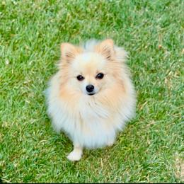 Snowy - Pomeranian