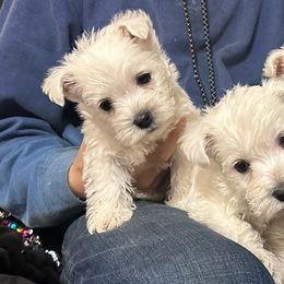 Boy 2 - West Highland White Terrier puppy in Ridgeway, Virginia from Rivers Bend Westies