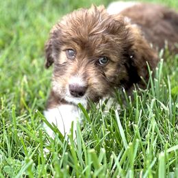 Aussiedoodle Puppies from A Dose Of Doodle