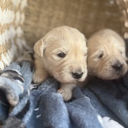 Ventura - Light golden male Golden Retriever puppy in Watkins, Colorado from Brightside Goldens