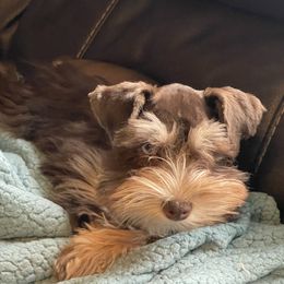 Stella - Miniature Schnauzer