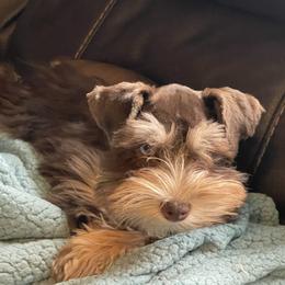 Stella - Miniature Schnauzer