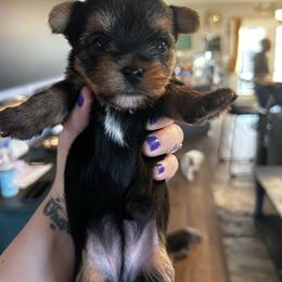 Winter frost - Black and tan female Yorkshire Terrier puppy in Coeur D Alene, Idaho from Cozy Coeur Yorkies