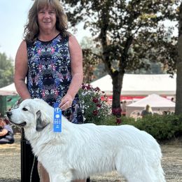 Great Pyrenees Puppies from Owyhee Mountains Great Pyrenees
