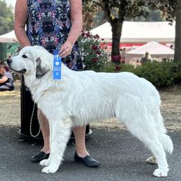 Great Pyrenees Puppies from Owyhee Mountains Great Pyrenees