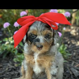 Bernedoodle, Cavapoo, Goldendoodle, and Poodle Puppies from Gypsi Doodles & Poodles