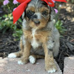 Bernedoodle, Cavapoo, Goldendoodle, and Poodle Puppies from Gypsi Doodles & Poodles