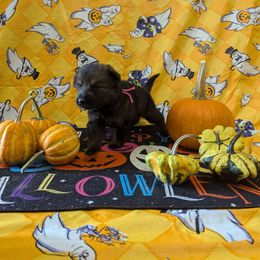 Pink female - Sable female German Shepherd puppy in Springfield, Ohio from Freeze Farms